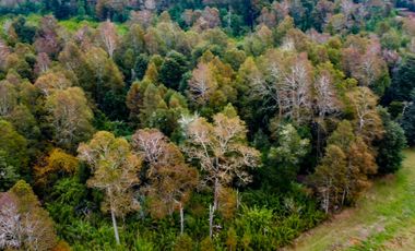 Campo Subdividido en venta en Villarrica - 49,2 hectáreas - Región de la Araucanía