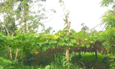 1,957 sqm Agri Land in Patotong Malaki North Tagaytay City