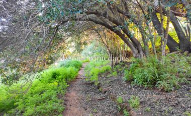 Se vende Parcela de 1ha con 2 casa en Monterrey, Curacaví
