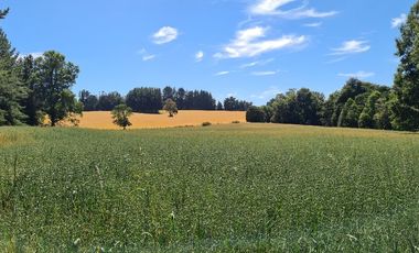 Pequeño Campo Refugiado en Fresia