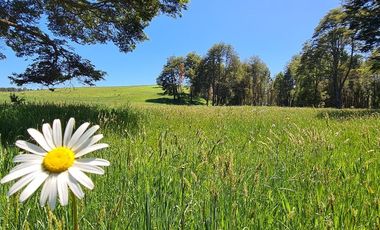 Pequeño Campo Refugiado en Fresia