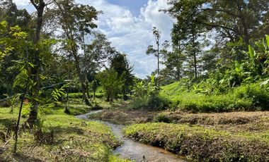 Almost 3 Rai  of rubber plantation with natural sound from creek for sale in Thalang, Phuket