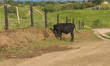 Lote Sector Alcala Valle