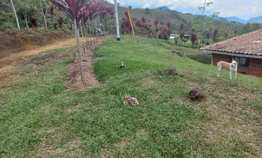VENDO FINCA PLANA CON INMENSA CASA EN BARBOSA ANTIOQUIA.