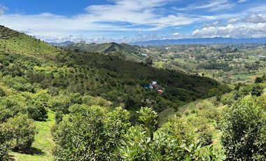 VENDO FINCA AGUACATERA EN SAN VICENTE FERRER ANTIOQUIA.