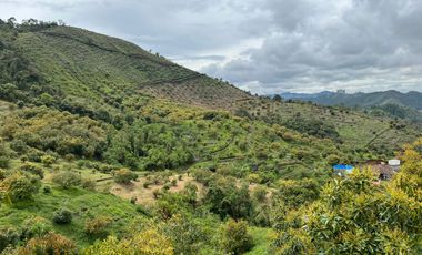 VENDO FINCA AGUACATERA EN SAN VICENTE FERRER ANTIOQUIA.