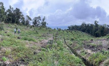 VENDO FINCA AGUACATERA EN SAN VICENTE FERRER ANTIOQUIA.