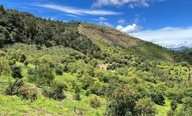 VENDO FINCA AGUACATERA EN SAN VICENTE FERRER ANTIOQUIA.