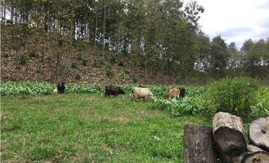 Venta de hacienda de 100 hectáreas con 30 hectáreas de teca sembradas en Balzar