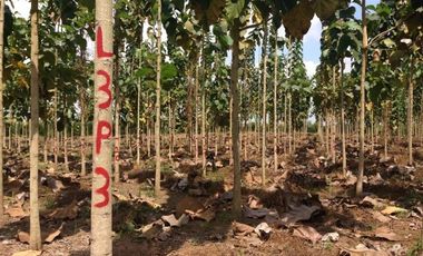 Venta de hacienda de 100 hectáreas con 30 hectáreas de teca sembradas en Balzar