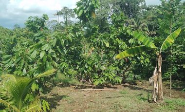 Venta Terreno 4 hectáreas de Cacao en Producción en Puerto Quito.