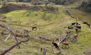 VENDO FINCA AGRÍCOLA, PARA GANADO O CERDOS EN SANTUARIO ANTIOQUIA.