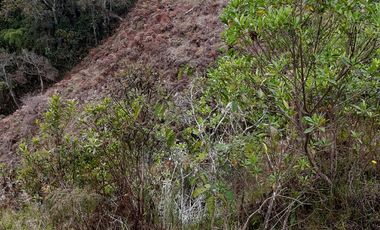 VENDO FINCA AGRÍCOLA, PARA GANADO O CERDOS EN SANTUARIO ANTIOQUIA.