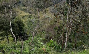 VENDO FINCA AGRÍCOLA, PARA GANADO O CERDOS EN SANTUARIO ANTIOQUIA.