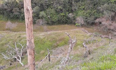 VENDO FINCA AGRÍCOLA, PARA GANADO O CERDOS EN SANTUARIO ANTIOQUIA.