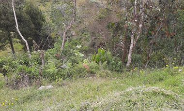VENDO FINCA AGRÍCOLA, PARA GANADO O CERDOS EN SANTUARIO ANTIOQUIA.