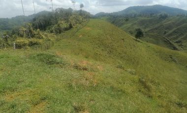 Venta Finca Ganadera Santo Domingo Antioquia