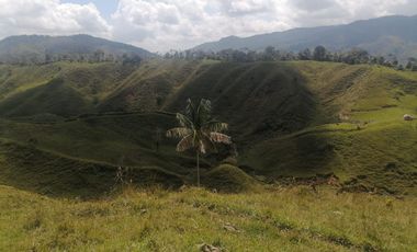 Venta Finca Ganadera Santo Domingo Antioquia