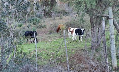 Ofertas!!! fundo de 50.000 m2 con casa de 128 m2.