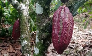 vendo linda finca productiva en lejanías meta vereda aguas claras