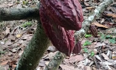 vendo linda finca productiva en lejanías meta vereda aguas claras