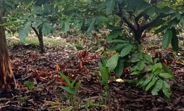 vendo linda finca productiva en lejanías meta vereda aguas claras