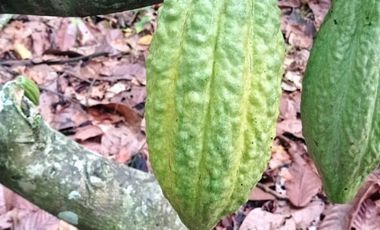 vendo linda finca productiva en lejanías meta vereda aguas claras