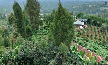 Kebun View Lembah di Kintamani Bangli Bali