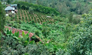 Kebun View Lembah di Kintamani Bangli Bali