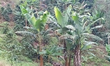 Venta Finca Ganadera y Porcícola San Roque Antioquia