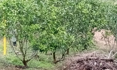 Venta Finca Ganadera y Porcícola San Roque Antioquia