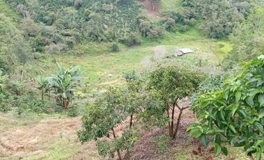 Venta Finca Ganadera y Porcícola San Roque Antioquia
