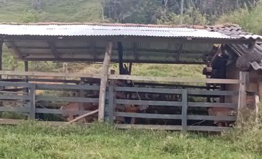 Venta Finca Ganadera y Porcícola San Roque Antioquia