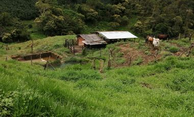 Venta Finca Ganadera y Porcícola San Roque Antioquia