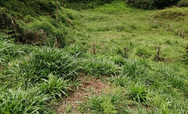 Venta Finca Ganadera y Porcícola San Roque Antioquia