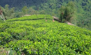 Tanah Potensi Wisata Air Terjun & Kebun Teh seluas 73 Ha di Puncak Mulya, Pangalengan.