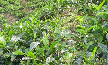 Tanah Potensi Wisata Air Terjun & Kebun Teh seluas 73 Ha di Puncak Mulya, Pangalengan.