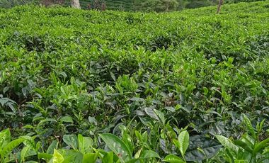 Tanah Potensi Wisata Air Terjun & Kebun Teh seluas 73 Ha di Puncak Mulya, Pangalengan.