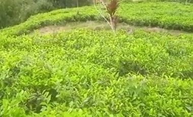 Tanah Potensi Wisata Air Terjun & Kebun Teh seluas 73 Ha di Puncak Mulya, Pangalengan.