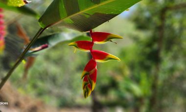 SE VENDE ESCTACULAR CASA FINCA EN SILVANIA