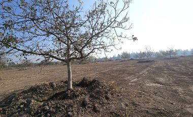 PARCELA EN BUIN /ALCALDE ALBERTO KRUMM