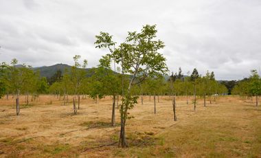 Quilpué, Parcela 3,8 Hás, productiva, casa 4 dormitorios +2 cabañas + piscina + pozo