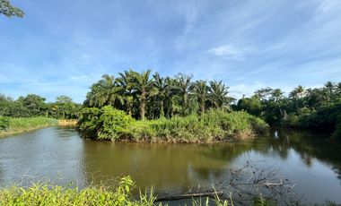 43 rai rubber and palm plantation for sale surrounded by canals and mountain views in Thung Maphrao, Phang-nga