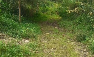 8,5 Ha Tanah Kebun Murah & Ada Mata Air, Cisomang Barat, Cikalong Wetan, Bandung Barat