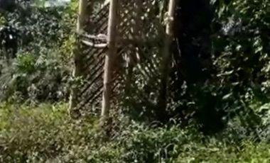 8,5 Ha Tanah Kebun Murah & Ada Mata Air, Cisomang Barat, Cikalong Wetan, Bandung Barat