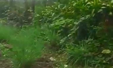 8,5 Ha Tanah Kebun Murah & Ada Mata Air, Cisomang Barat, Cikalong Wetan, Bandung Barat