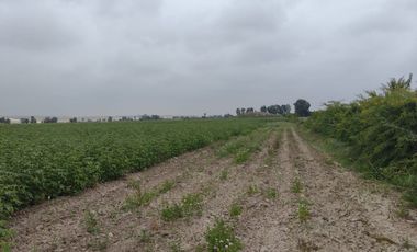 ¡Terreno en Venta en San Clemente, Pisco! 🌴