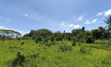 5.1 Hectare / 51,000 sqm  Lot For Sale at Barotac Nuevo (Brgy. Bo. Tiwi)