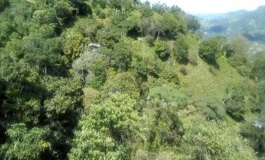 Finca en Producción Vereda Nariz Alta Sasaima, c.v. 1668