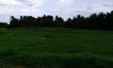 14 HECTARES FARM LOT FOR SALE IN PALAWAN